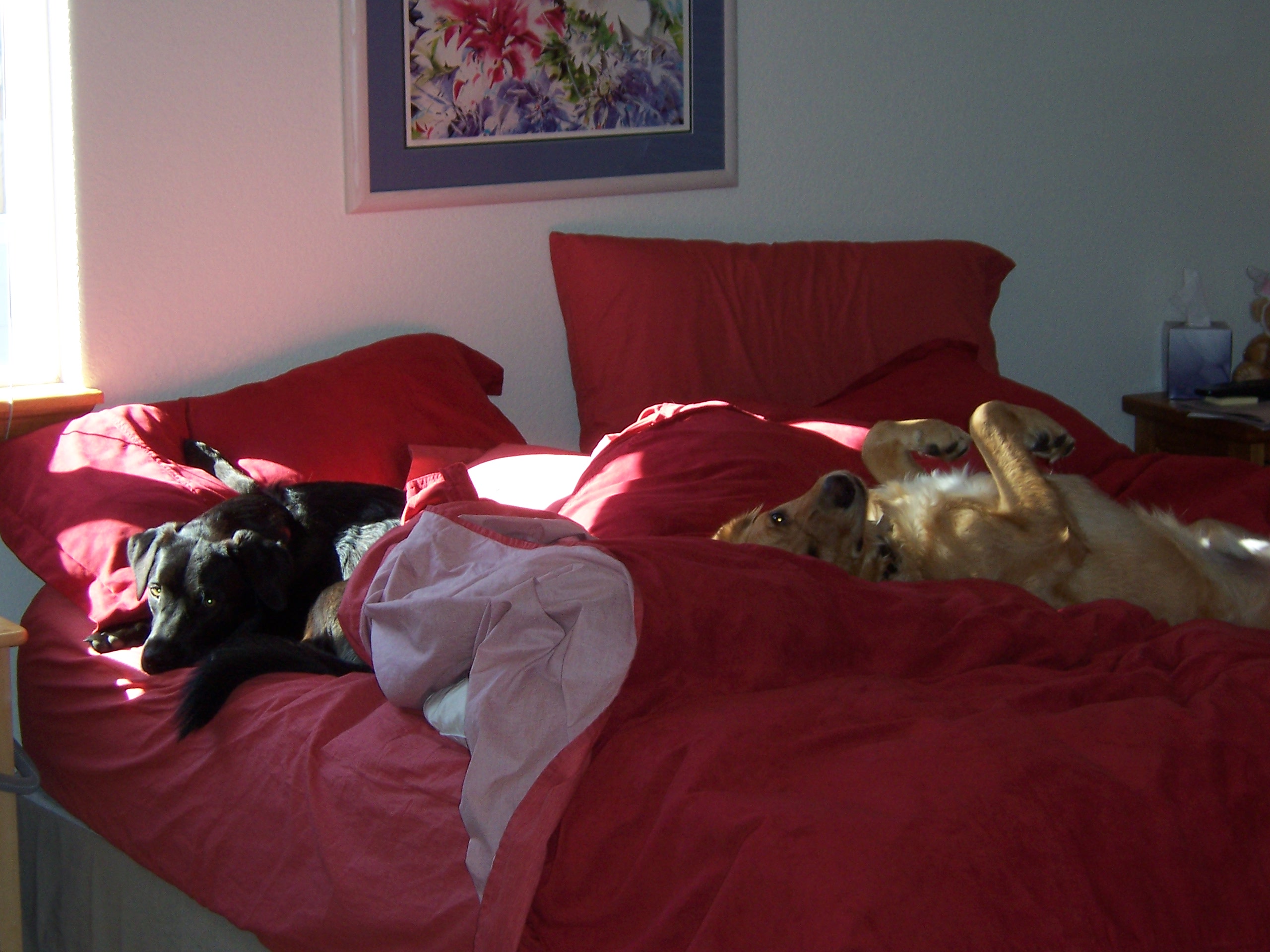 Bed Boys 1